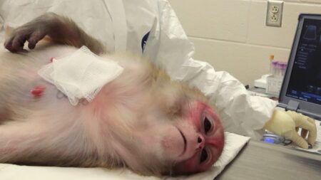 Exponen isla de monos Rhesus en Carolina del Sur como fuente de «experimentos atroces» del NIAID