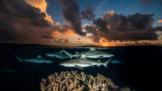 Fotógrafo de National Geographic capta sublimes imágenes de dos mundos, encima y debajo del mar