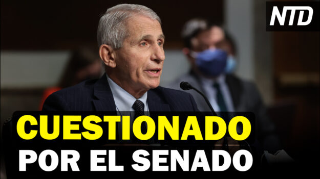 NTD Noticias: Fauci y Senador Paul debaten en el Senado; Investigador de expediente Steele arrestado