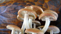 Hongos shiitake demuestran capacidad para aliviar docenas de enfermedades