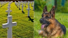 Fiel perrito visita todos los días la tumba de su dueño