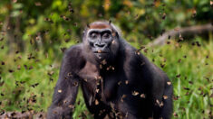 Fotógrafo gana premio por capturar el momento en que una gorila camina entre nube de mariposas