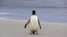 Pingüino llega inexplicablemente a Nueva Zelanda tras cruzar 3000 km