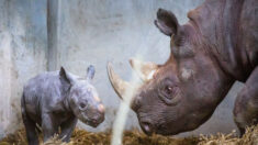 Nace cría de rinoceronte negro oriental en peligro de extinción en zoológico británico