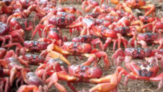 Millones de cangrejos rojos migran formando un mar escarlata para desovar en el océano