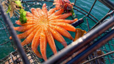 Pescador se sorprende al encontrar increíble estrella de mar de 19 brazos en trampa para cangrejos