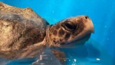 Encuentran tortuga en peligro de extinción del Golfo de México en playa de Inglaterra: ¡Inexplicable!