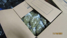 Oregon: vinculan cultivos ilegales de marihuana en interiores con crimen organizado chino