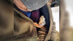 Rescatistas encuentran tigre recién nacido en cautiverio y lo crían para convertirlo en depredador