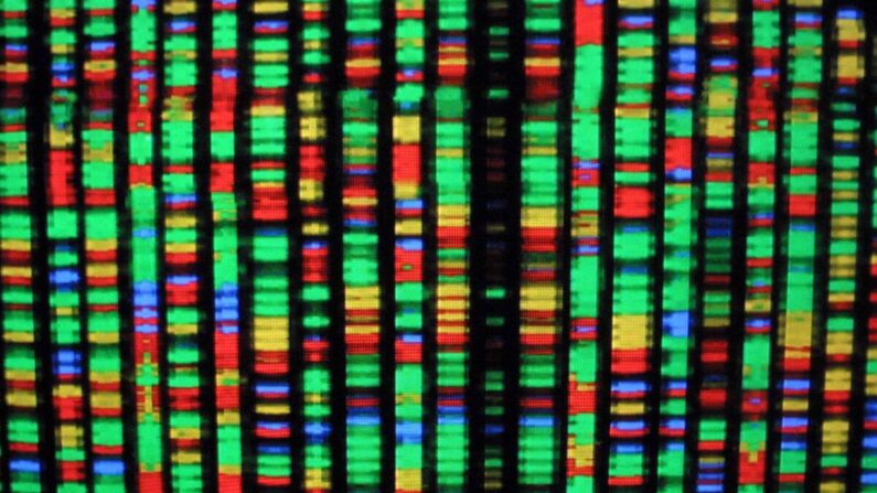 Una representación digital del genoma humano en el Museo Americano de Historia Natural de Nueva York el 15 de agosto de 2001. Cada color representa uno de los cuatro componentes químicos del ADN. (Mario Tama/Getty Images)