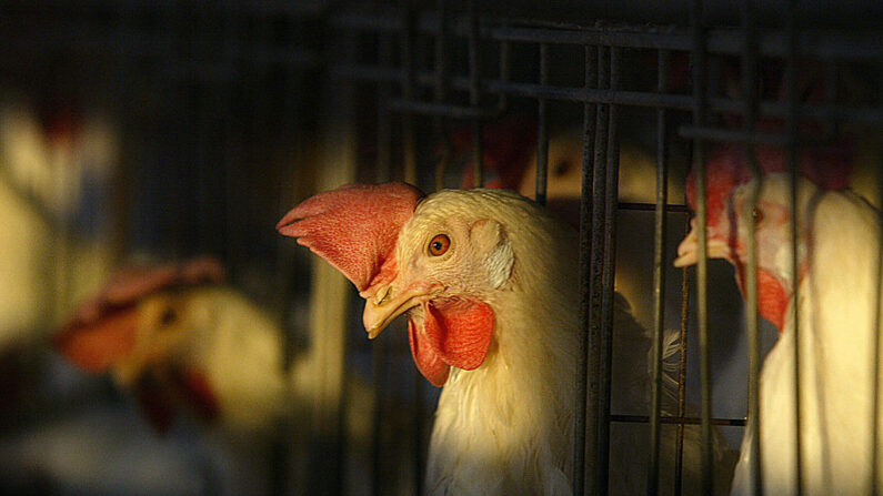 En una imagen de archivo, los pollos se ven en sus jaulas. (Mahmud Hams/AFP vía Getty Images)