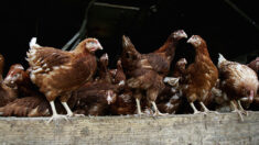 Reino Unido registra el mayor brote de gripe aviar de su historia