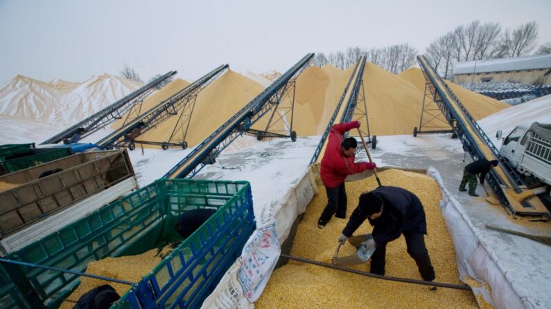 Dos agricultores descargan maíz en un depósito estatal de reservas de grano en Yushu, en la provincia china de Jilin, el 19 de diciembre de 2008. (China Photos/Getty Images)