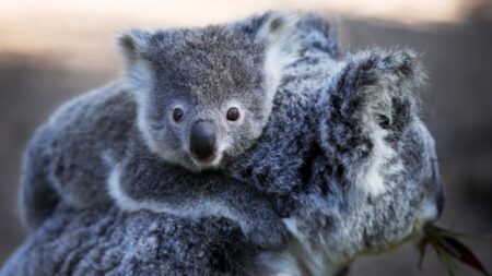 Presunta «masacre de koalas» motiva cientos de cargos por crueldad animal