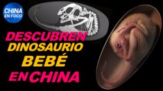 Descubren dinosaurio bebé perfectamente conservado en China. Cuarentena extrema en ciudad china