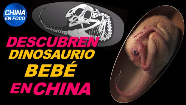 Descubren dinosaurio bebé perfectamente conservado en China. Cuarentena extrema en ciudad china