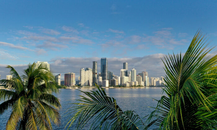 Vista aérea de palmeras enmarcando el horizonte de la ciudad en Miami, Florida, el 27 de octubre de 2021. (Joe Raedle/Getty Images)