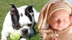 Perrito salva la vida de un bebé al alertar a los padres que no podía respirar