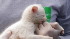 Extraño puma yagouaroundí albino bebé es rescatado en Colombia: «¡Extraordinario!»