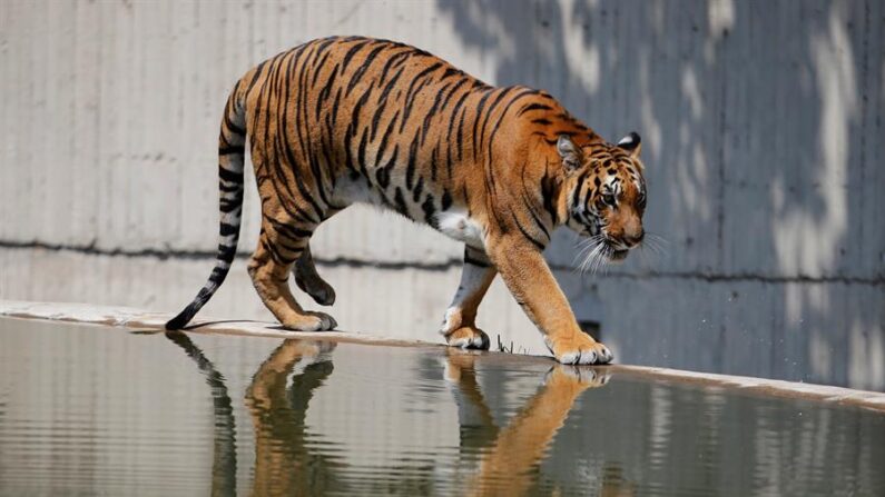 Fotografía de archivo de una vista de un tigre en un zoológico en Florida, Estados Unidos. EFE/ Francisco Guasco