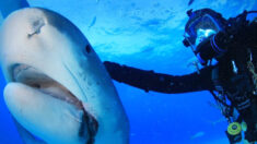 Buceador entabla amistad por 20 años con un tiburón que ahora lo sigue «para que le frote la cabeza»