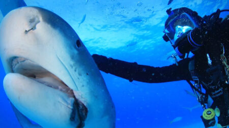 Buceador entabla amistad por 20 años con un tiburón que ahora lo sigue “para que le frote la cabeza”