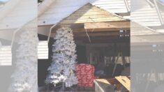 Árbol de Navidad que permanece intacto después de catastróficos tornados da “una señal de esperanza”