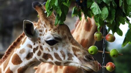 Muere Mutangi, la jirafa más longeva del mundo: «Reina indiscutible del zoológico»