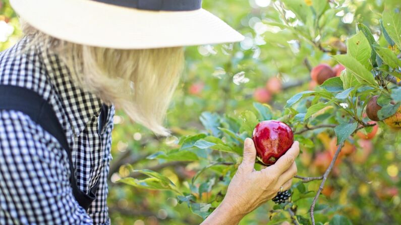 Las manzanas humedecen, especialmente los pulmones, lo cual es perfecto ya que el aire se seca durante los meses de otoño e invierno (Jill Wellington/Pixabay)
