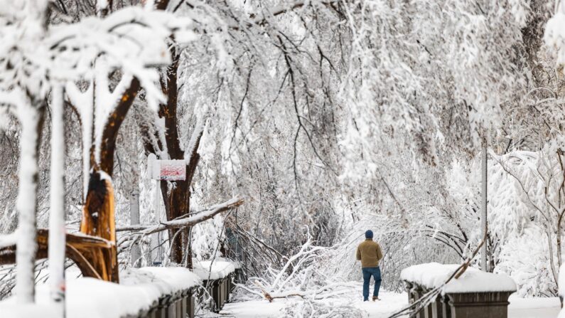 Fotografía de archivo de varios árboles cubiertos de nieve en Washington DC, EEUU. EFE/EPA/JIM LO SCALZO
