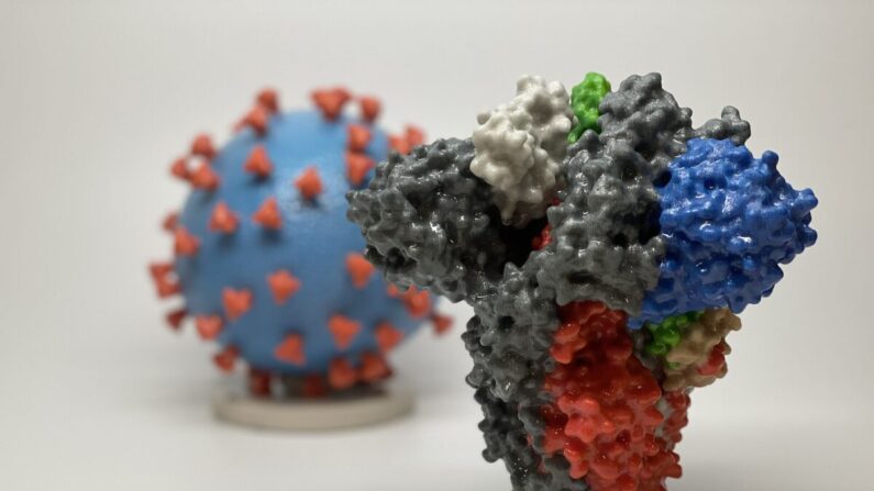 Impresión en 3D de una proteína espicular del SARS-CoV-2, el virus que causa la COVID-19, delante de una impresión en 3D de una partícula del virus SARS-CoV-2. (Cortesía del NIAID/RML)