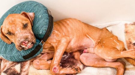 Refugio rescata a perrito que quedó sin hocico por maltrato animal: “Ni siquiera podía ponerse de pie”