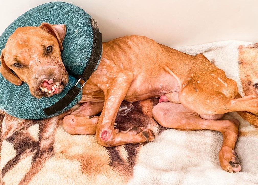 Refugio rescata a perrito que quedó sin hocico por maltrato animal: "Ni siquiera podía ponerse de pie"