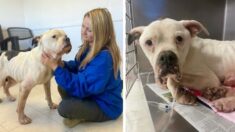 Atada a un poste y desnutrida: así encontraron a una perrita que fue rescatada y se está recuperando