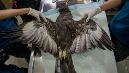 Veterinarios provocan milagro implantando plumas en un águila quemada severamente