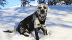 Blaze, el perro labrador con vitiligo que enamoró con su hermoso pelaje blanco y negro
