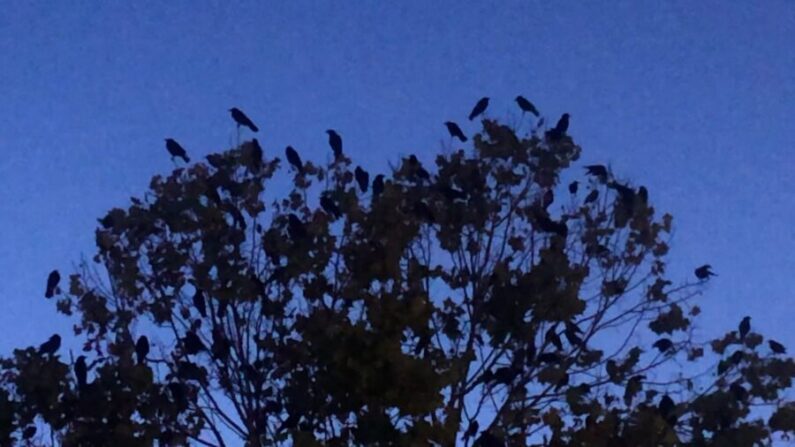  Pájaros en los árboles de Sunnyvale, California, en una foto sin fecha. (Cortesía de Larry Klein) 