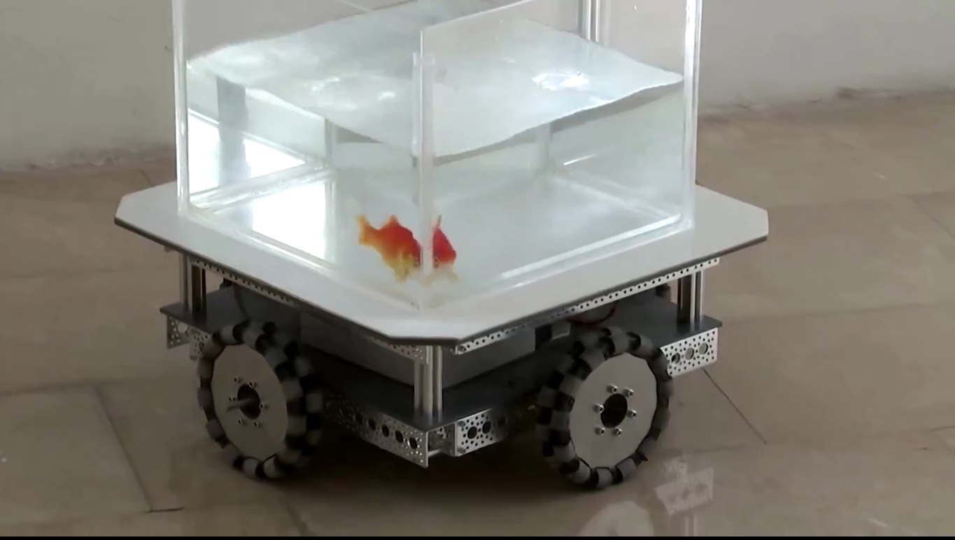 Un grupo de peces aprende a conducir vehículos robóticos durante una investigación científica