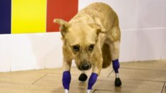Perrita víctima de abuso extremo pierde sus 4 patas y hoy camina con prótesis