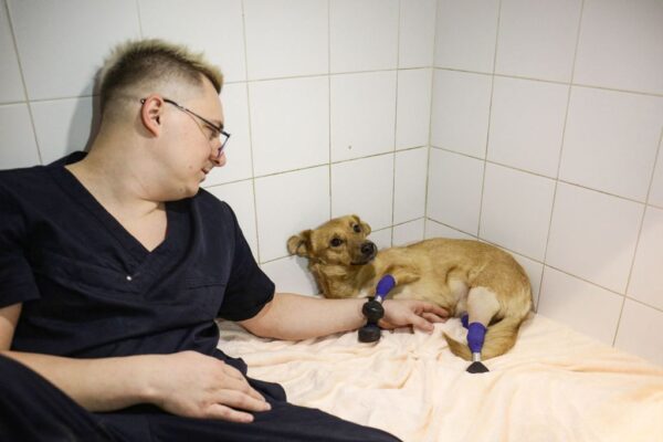 El veterinario Sergei Gorshkov acaricia a Monika, una perra amputada con cuatro extremidades artificiales, en una clínica veterinaria de Novosibirsk el 19 de noviembre de 2021. (ROSTISLAV NETISOV/AFP vía Getty Images)