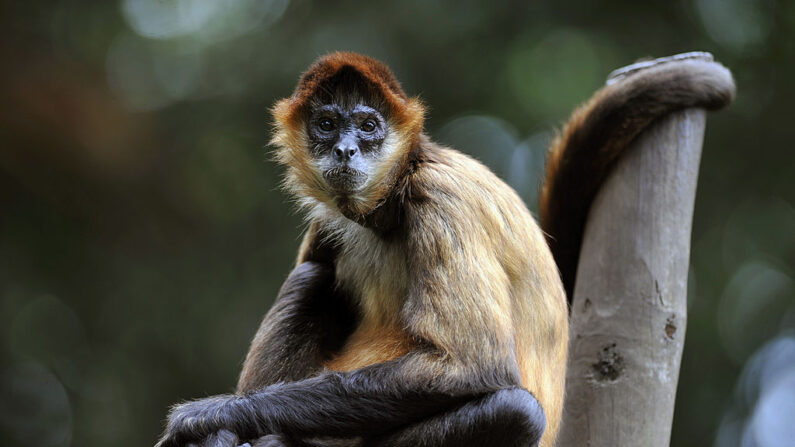 Vista de un mono araña dentro de su jaula en el zoológico Simón Bolívar, en San José (Costa Rica), el 28 de julio de 2013. (Hector Retamal/AFP vía Getty Images)