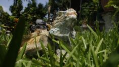 Servicio Meteorológico Nacional emite una «alerta por caída de iguanas» en Florida