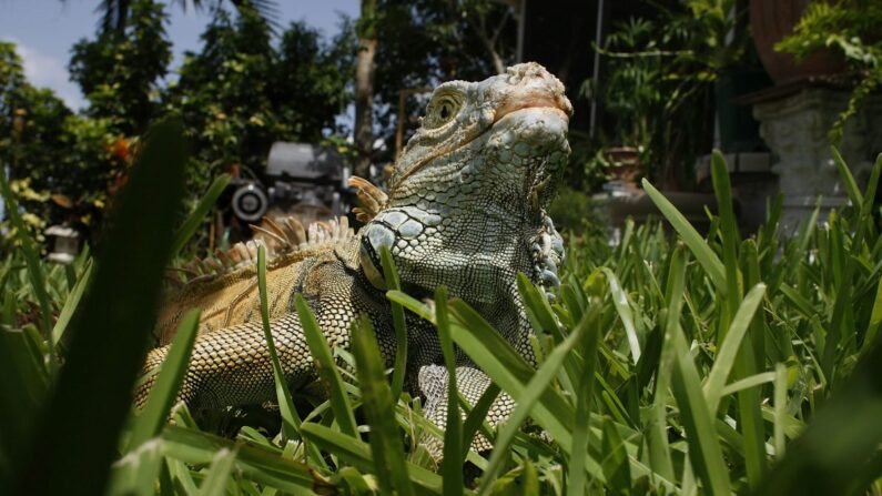 Una iguana es vista el 8 de julio de 2008 en Davie, Florida. (Joe Raedle/Getty Images)