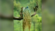 Impresionantes imágenes de pavo real añaden elegancia a temporada de lluvias en la India