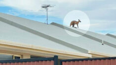 Rescatan a un canguro que apareció misteriosamente sobre el tejado de una casa en Australia