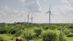 Energía de Texas depende más del viento que del carbón, pero ¿está lista para otra tormenta invernal?