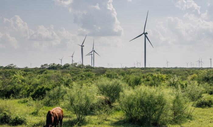 Turbinas eólicas en Papalote, Texas, el 15 de junio de 2021. (Brandon Bell/Getty Images)
