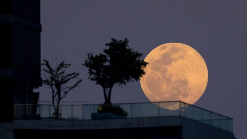 La Luna del Lobo, la primera luna llena del año, sale detrás de un edificio de apartamentos en Bangkok, Tailandia, el 17 de enero de 2022. (Jack Taylor/AFP vía Getty Images)