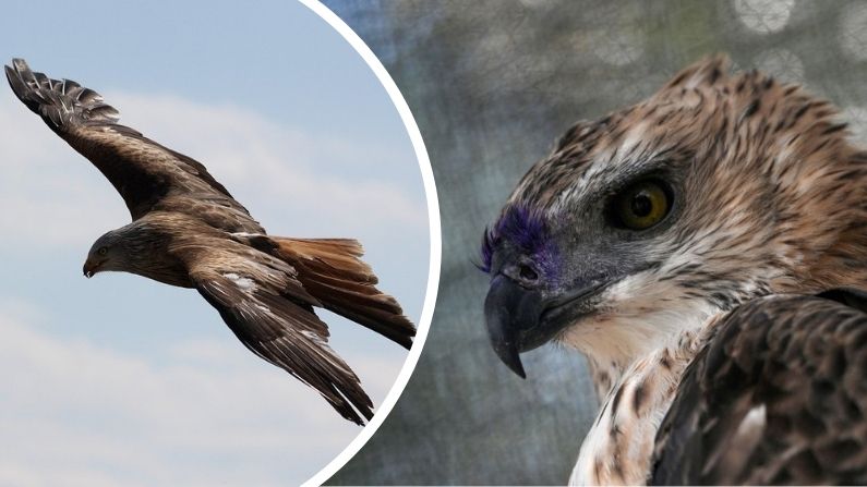 Águila recibe implante de plumas donadas tras ser rescatada: ¡A volar de nuevo!