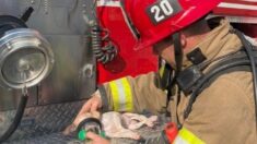 Bomberos reaniman a perrito durante incendio con nueva máscara de oxígeno para animales